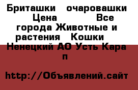 Бриташки - очаровашки.  › Цена ­ 3 000 - Все города Животные и растения » Кошки   . Ненецкий АО,Усть-Кара п.